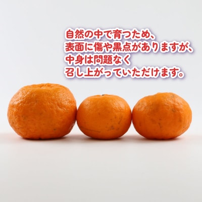 先行予約 ポンカン 5kg こうの果樹園 愛媛 みかん ぽんかん B010-182005