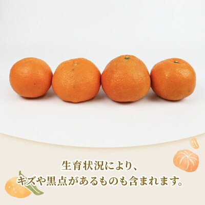 先行予約 準贈答用 伊予柑 5kg 矢野青果 愛媛 みかん いよかん B012-171011