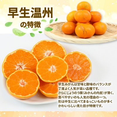 先行予約 家庭用早生温州 10kg ニュービジネスユニット 愛媛 玉津みかん B015-058001