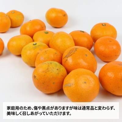 先行予約 家庭用早生温州 10kg ニュービジネスユニット 愛媛 玉津みかん B015-058001