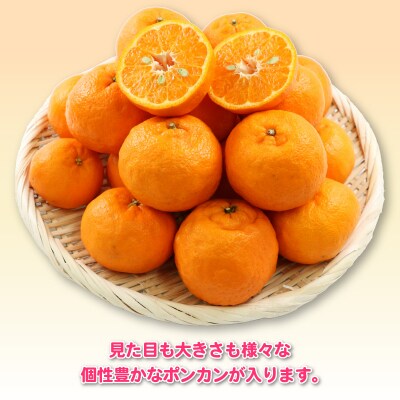 先行予約 訳あり ポンカン 8kg 杉本屋 愛媛 みかん ぽんかん B015-143020