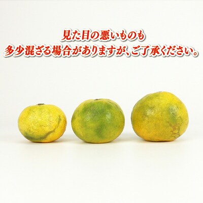 極早生みかん 9kg 兵頭農園 B010-055007