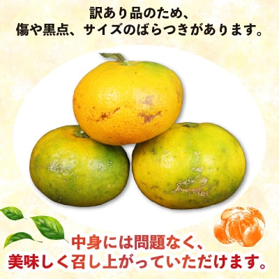訳あり 極早生みかん 9kg 河野農園 B010-147002