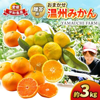 贈答用 おまかせ 温州みかん 3kg YAMAUCHI FARM B010-084003
