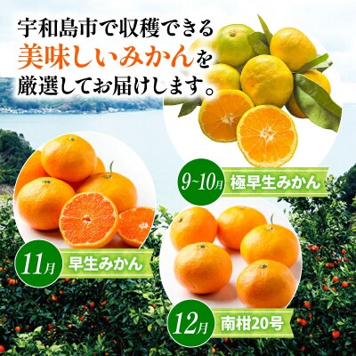 贈答用 おまかせ 温州みかん 3kg YAMAUCHI FARM B010-084003
