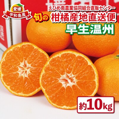 先行予約 早生温州 10kg JAえひめ南直販センター 愛媛 みかん B020-009001