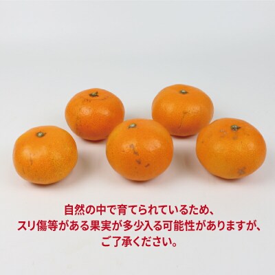 先行予約 早生温州 10kg JAえひめ南直販センター 愛媛 みかん B020-009001