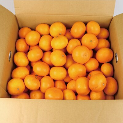 先行予約 早生温州 10kg JAえひめ南直販センター 愛媛 みかん B020-009001
