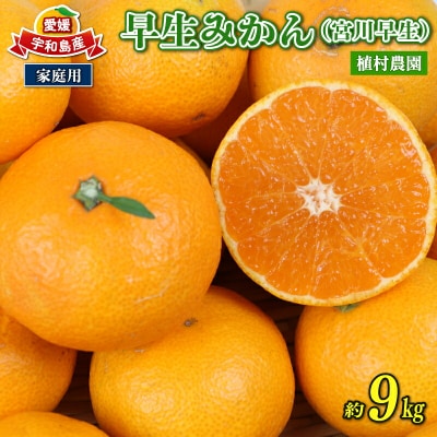 家庭用 早生みかん 宮川早生 9kg 植村農園 B010-153003