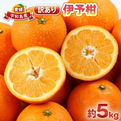 訳あり 伊予柑 5kg 杉本屋 B010-143006