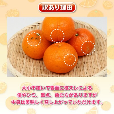 訳あり 伊予柑 5kg 杉本屋 B010-143006