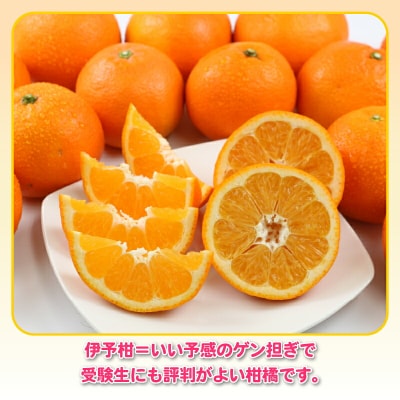 訳あり 伊予柑 5kg 杉本屋 B010-143006
