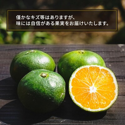 青切りおおいた早生 5kg コルレオファーム B010-145002