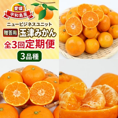 玉津みかん3種 定期便 ニュービジネスユニット 愛媛 みかん B050-058007