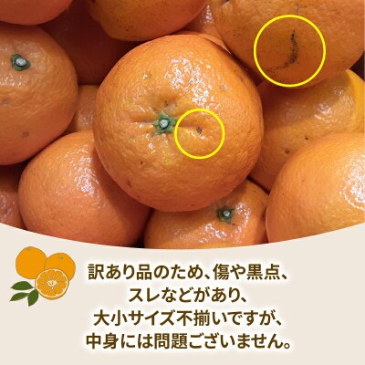 訳あり 伊予柑 8kg 協徳ガーデン B010-178006