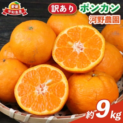 訳あり ポンカン 9kg 河野農園 B010-147005