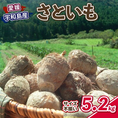 里芋 5.2kg 根菜 さといも サイズ 不揃い 御槇米生産協議会 F012-018001