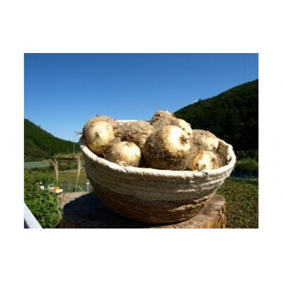 里芋 5.2kg 根菜 さといも サイズ 不揃い 御槇米生産協議会 F012-018001