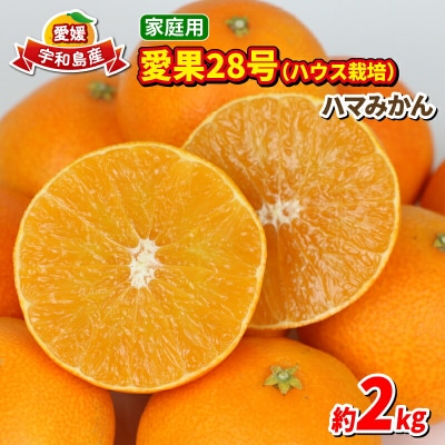 家庭用 愛果28号 2kg ハウス栽培 ハマみかん B012-075001