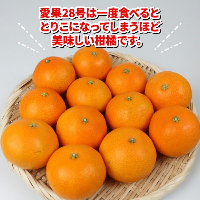 家庭用 愛果28号 2kg ハウス栽培 ハマみかん B012-075001