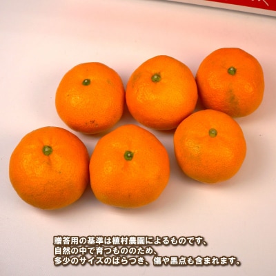 贈答用 南柑20号 5kg 植村農園 B010-153009