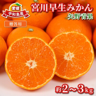 贈答用 宮川早生みかん 2～3kg 矢野青果 B012-171002