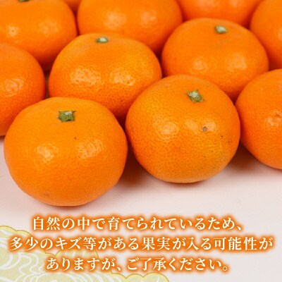 贈答用 宮川早生みかん 2～3kg 矢野青果 B012-171002