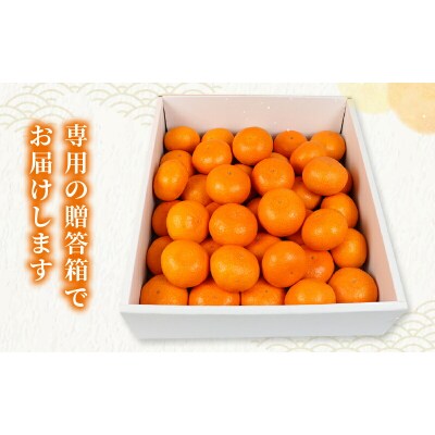 贈答用 宮川早生みかん 2～3kg 矢野青果 B012-171002