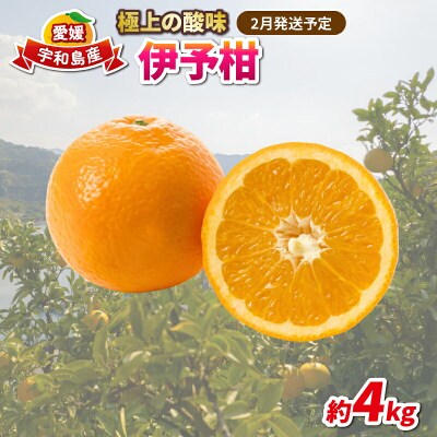 伊予柑 4kg 協徳ガーデン B010-178003