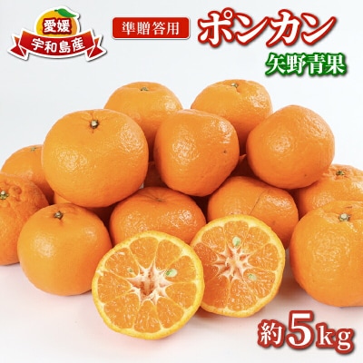 準贈答用 ポンカン 5kg 矢野青果 B012-171007