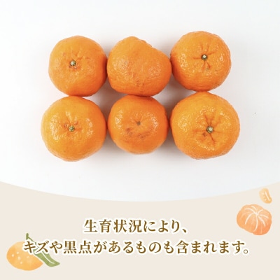 準贈答用 ポンカン 5kg 矢野青果 B012-171007