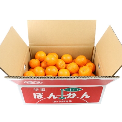 準贈答用 ポンカン 5kg 矢野青果 B012-171007