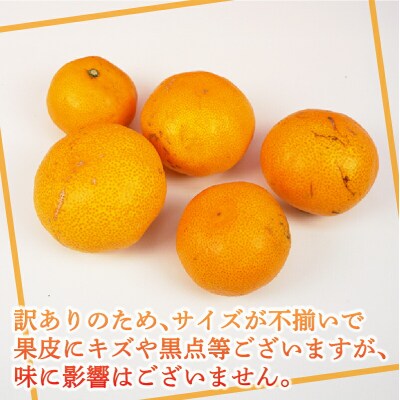 訳あり 温州みかん 早生みかん 5kg 壱果樹園 B010-141003
