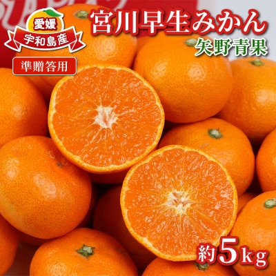 準贈答用 宮川早生みかん 5kg 矢野青果 B012-171001