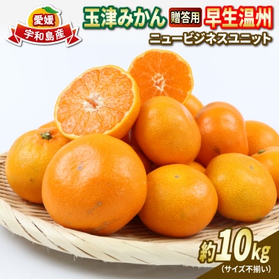 玉津みかん 贈答用 早生温州 10kg ニュービジネスユニット B018-058004