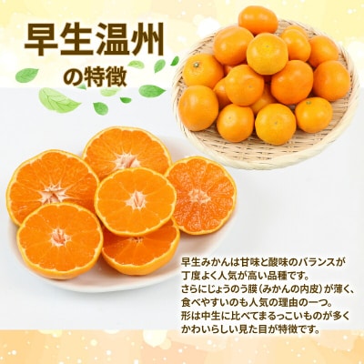 玉津みかん 贈答用 早生温州 10kg ニュービジネスユニット B018-058004