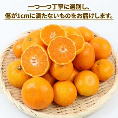 玉津みかん 贈答用 早生温州 10kg ニュービジネスユニット B018-058004