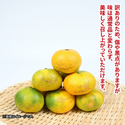 訳あり 玉津みかん 日南1号 10kg ニュービジネスユニット B015-058008