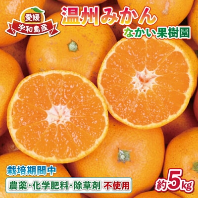 温州みかん 5kg(栽培期間中、農薬・化学肥料・除草剤不使用) なかい果樹園 B014-144002