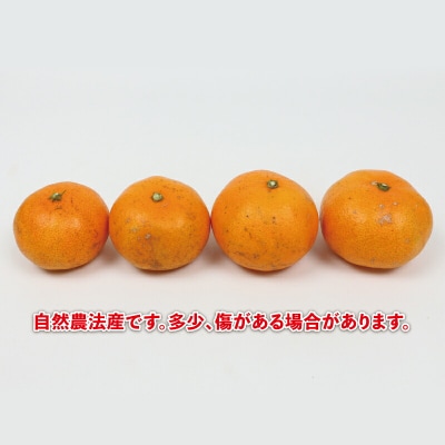 温州みかん 5kg(栽培期間中、農薬・化学肥料・除草剤不使用) なかい果樹園 B014-144002