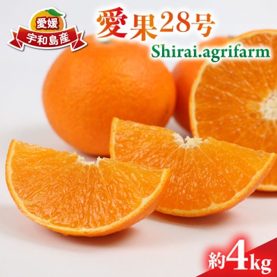 愛果28号 4kg Shirai.agrifarm B020-115004