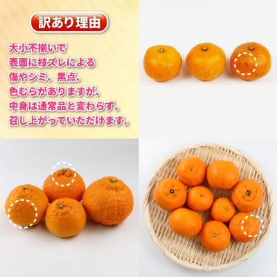訳あり 旬の柑橘定期便 全4回 杉本屋 B040-143024