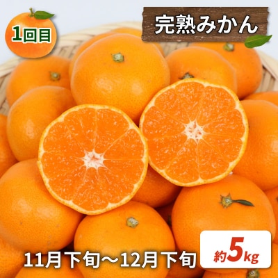 訳あり 旬の柑橘定期便 全4回 杉本屋 B040-143024