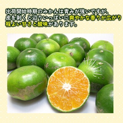 訳あり 極早生みかん 7kg 先行予約 杉本屋 温州みかん B010-143022