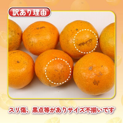 訳あり プチみかん 南柑20号 10kg 杉本屋 B018-143027