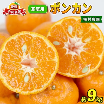 ポンカン 9kg みかん 家庭用 植村農園 先行予約 甘い B010-153005