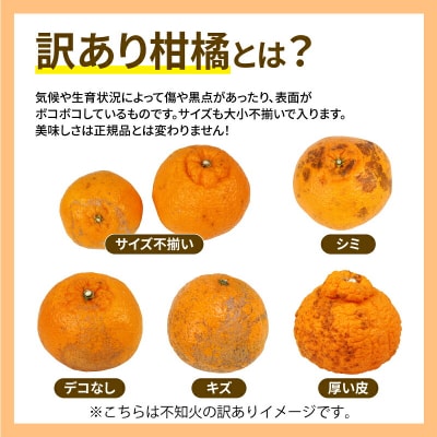 訳あり 人気柑橘 4回定期便 マル南フルーツ B040-106046
