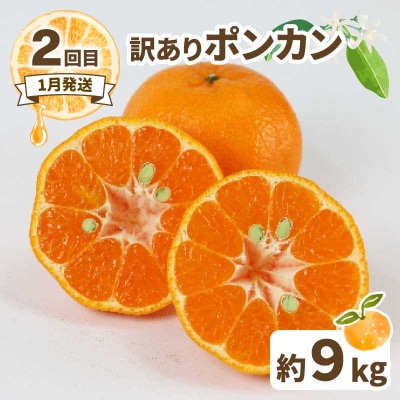 訳あり 人気柑橘 4回定期便 マル南フルーツ B040-106046