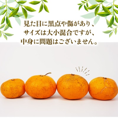 訳あり 早生温州 9kg まる玉農園 早生 みかん B010-172004