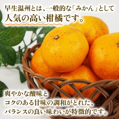 訳あり 早生温州 9kg まる玉農園 早生 みかん B010-172004